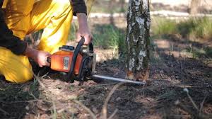 Best Storm Damage Tree Cleanup  in Suitland, MD