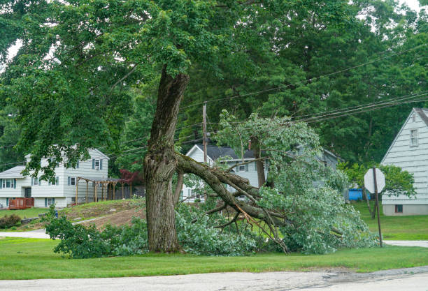 Suitland, MD Tree Services Company